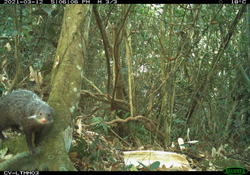 林務局嘉義林管處紅外線自動相機長期監測 野生動物逗趣照片大公開