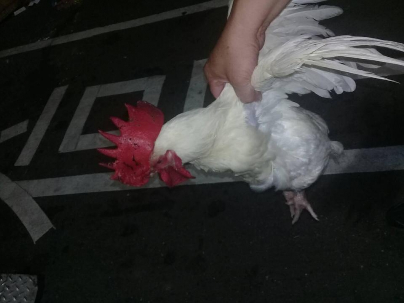 帶路鴨、開光雞遭棄養  台中市議員周永鴻建議應登記儀式避免棄養