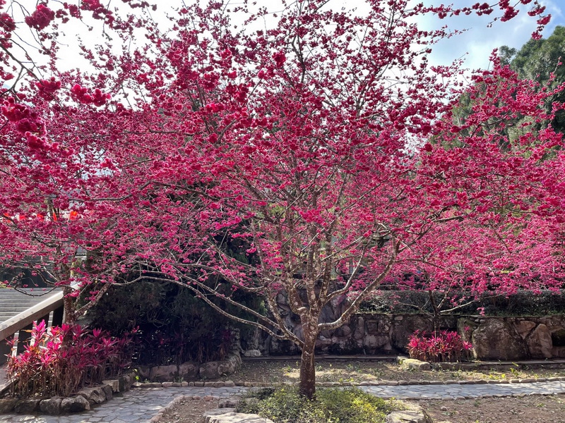 史上首度預報櫻花花期系統上線  春節後八重櫻進入最佳賞花期