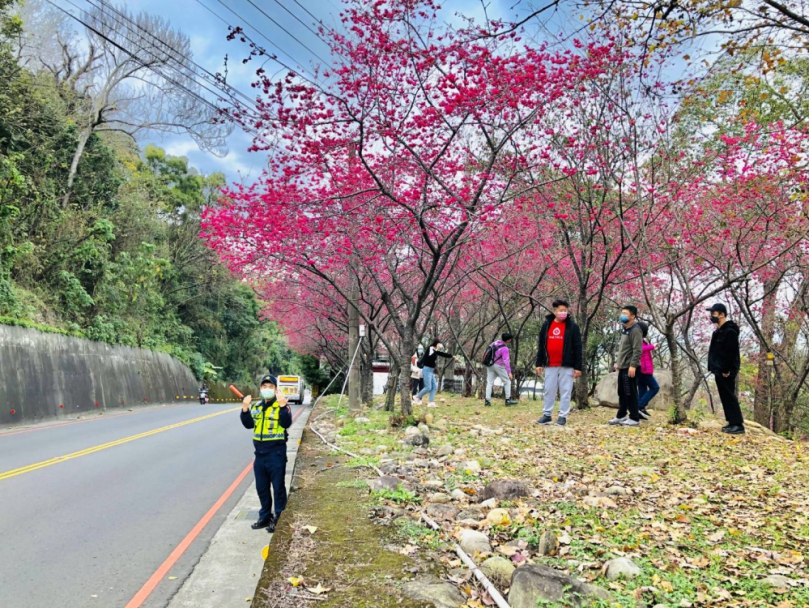 新社櫻木花道吸引人潮  東勢警加強交通疏導