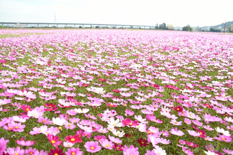 「2023彰化300花享綻」賞花樂，1月8日登場。（照片市公所提供）