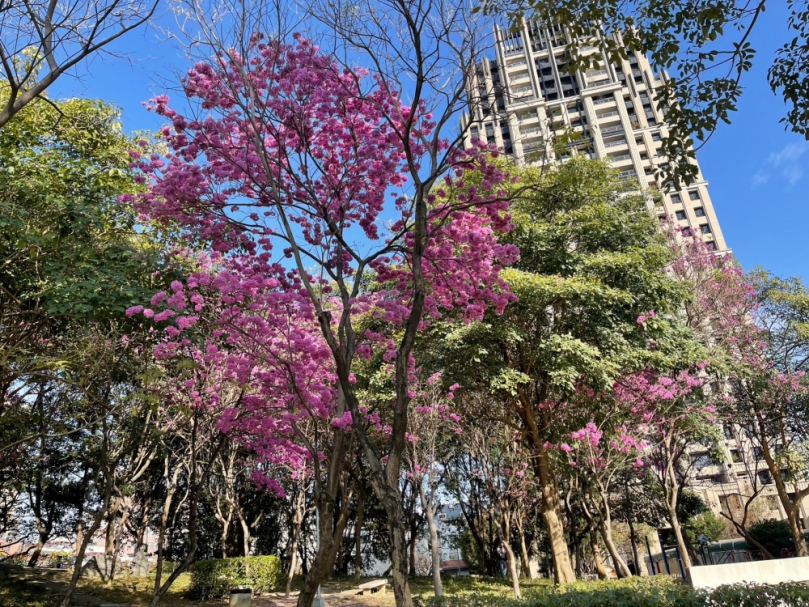 紫紅風鈴木綻放點綴市容  中市府建設局長陳大田邀民感受浪漫魔力