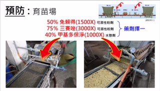 田邊留秧苗  觀察稻熱病防治關鍵時機