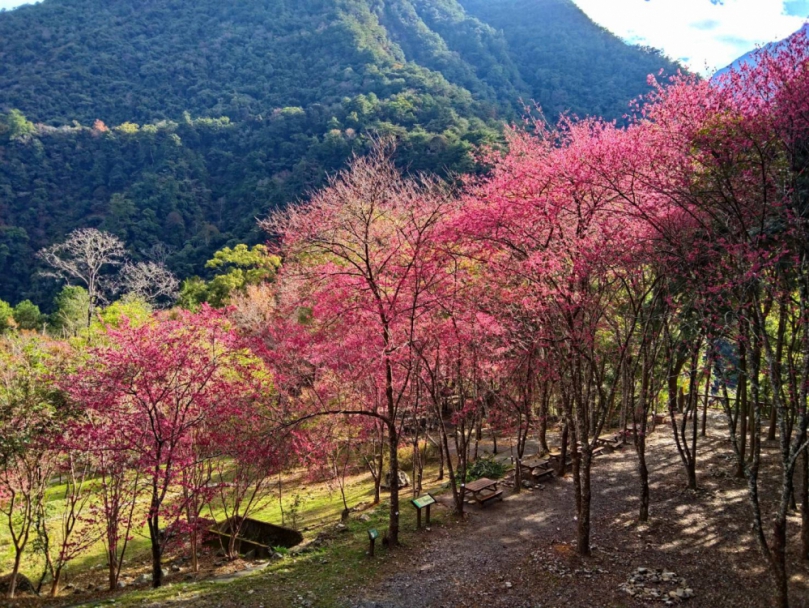 一場花與鳥的浪漫邂逅   八仙山櫻花現正熱映中