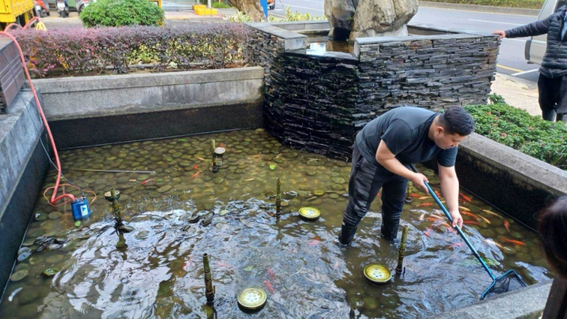 餐廳歇業百尾錦鯉無人照養  台中市議員吳呈賢服務處長吳建德牽線覓得新家