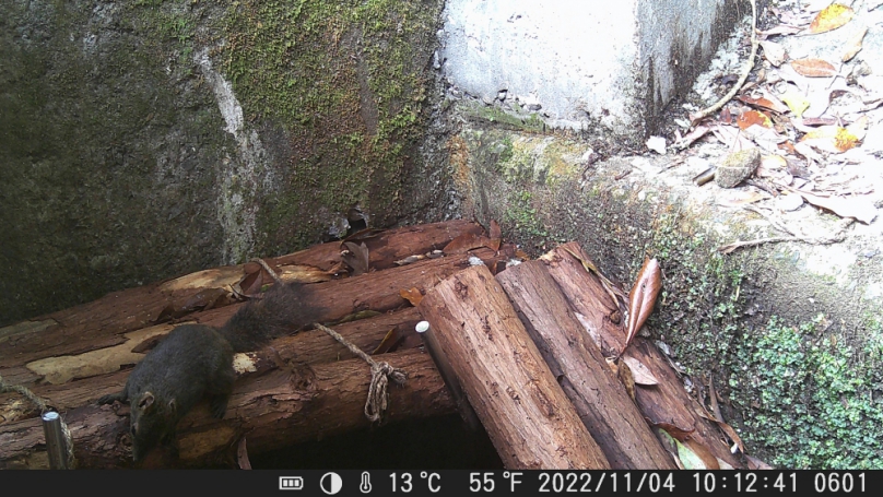 野生動物秘徑  大雪山林道新設友善動物通道  捕捉動物珍貴影像