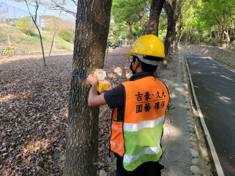 中市府觀旅局施放4萬隻平腹小蜂防治荔枝椿象  提供安全舒適旅遊環境