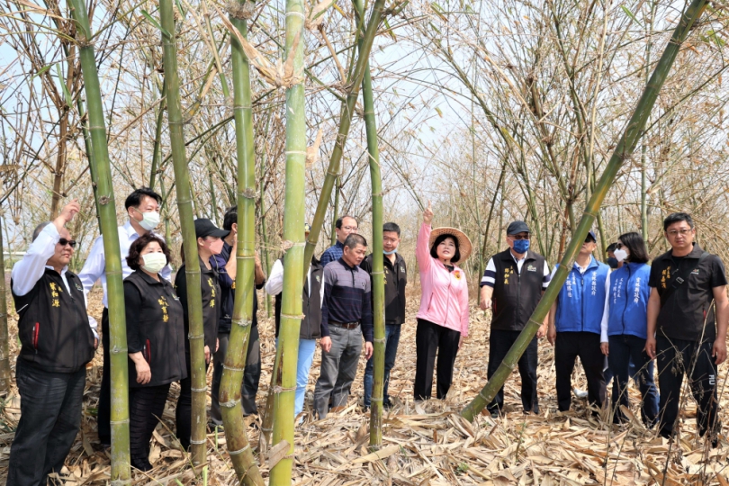 雲林縣竹筍乾旱葉片黃化落葉枯死 縣長張麗善等人勘災爭取救助！