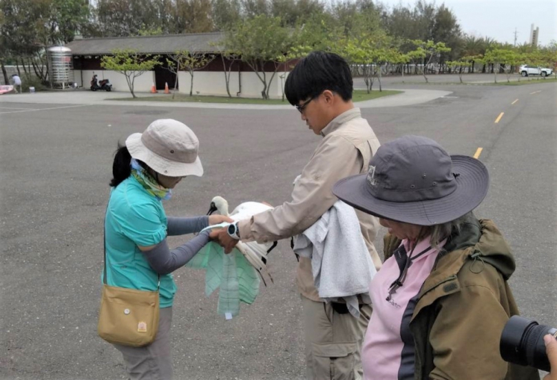 嘉義布袋濕地發現黑面琵鷺疑肉毒桿菌毒素中毒 嘉義縣政府積極搶救！