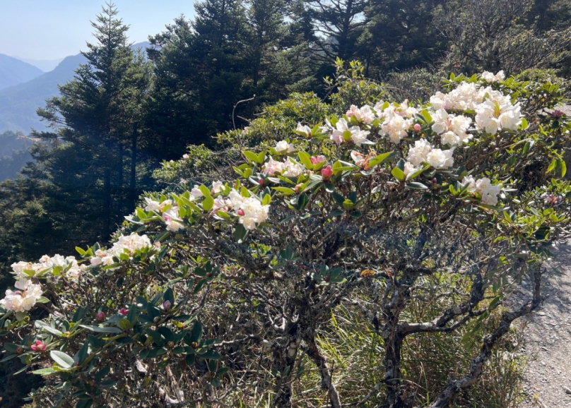 高山杜鵑接力開 合歡東峰成花海