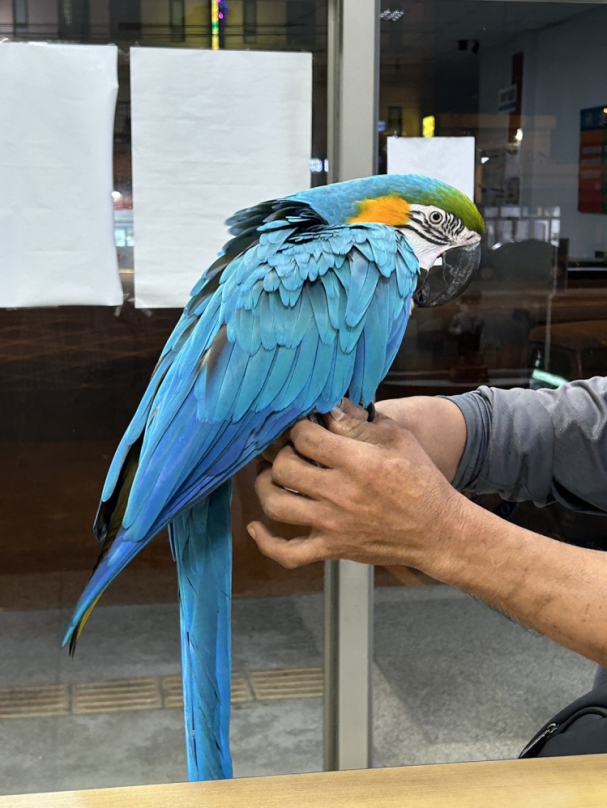 清水警方PO文為鳥兒找到主人