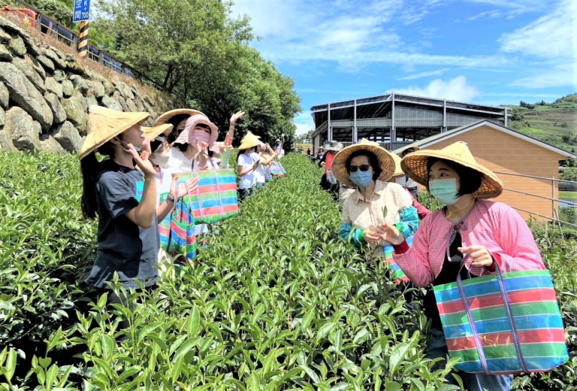 嘉義縣番路鄉農會舉辦冠軍茶農帶領的食農體驗活動 探索阿里山茶區獨特風貌 試辦6場次報名瞬間秒殺！