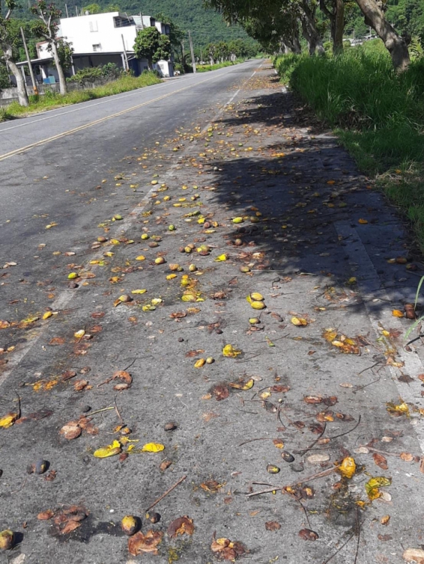 落果大道｜玉里舊台九線滿路都是掉落發爛發臭的土芒果，年復一年年年摔傷不少騎士，特殊街景、無人聞問！