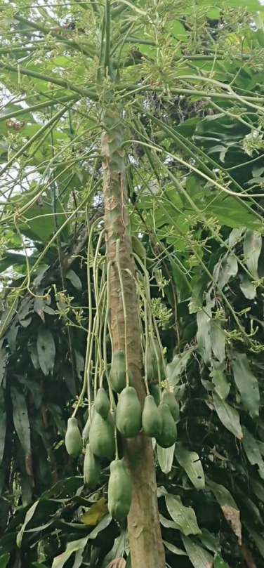 帶把的公木瓜｜您看過嗎？花蓮壽豐青陽蝴蝶農場，最佳戶外教材！