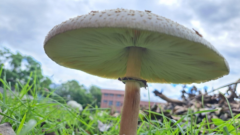 愛麗絲夢遊奇境｜魔菇雨後現蹤富里國小校園，走入魔鏡、如夢似幻！