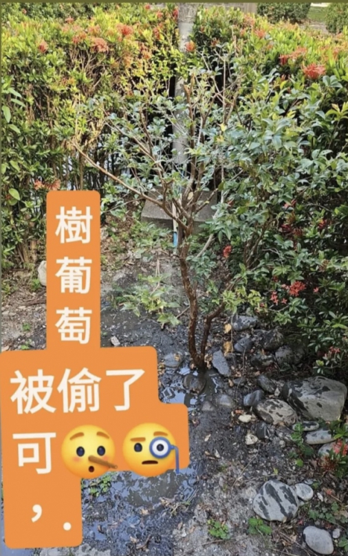 樹葡萄種在公園內被偷走｜果實會從枝幹上長出來，原本準備讓大家分享，玉里志工奶奶哭了！