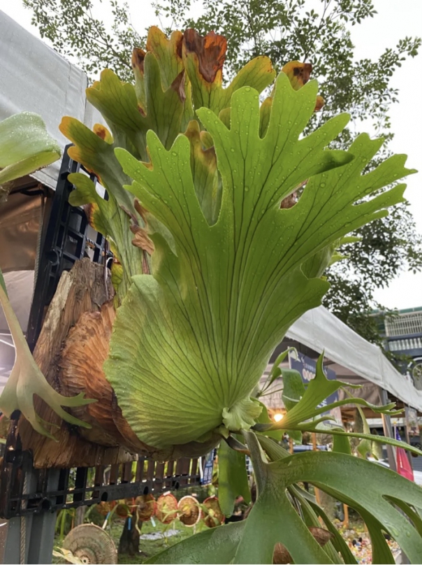 超大鹿角蕨｜《繽紛吉安再現50風華》創意市集慶雙十活動，頭角崢嶸、巍峨聳立！