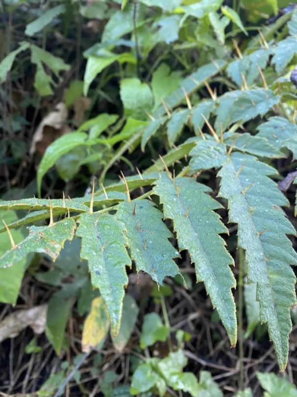 鵲不踏｜這個名字取得妙，現蹤玉里安通越嶺古道，又是毛又是刺的，難怪鳥不敢靠近！