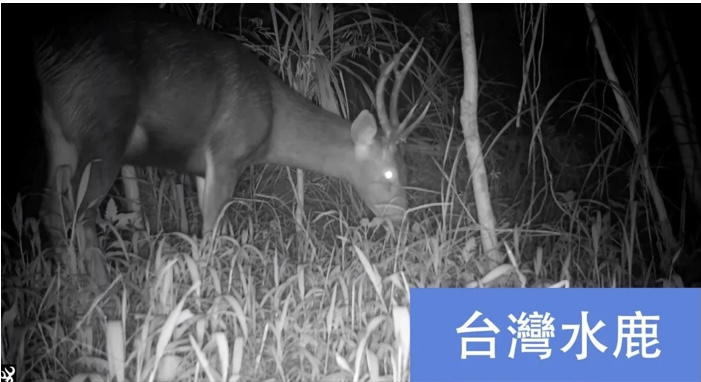 水鹿、台灣野山羊｜中高海拔中大型哺乳類動物，現蹤平地大農大富生態廊道！