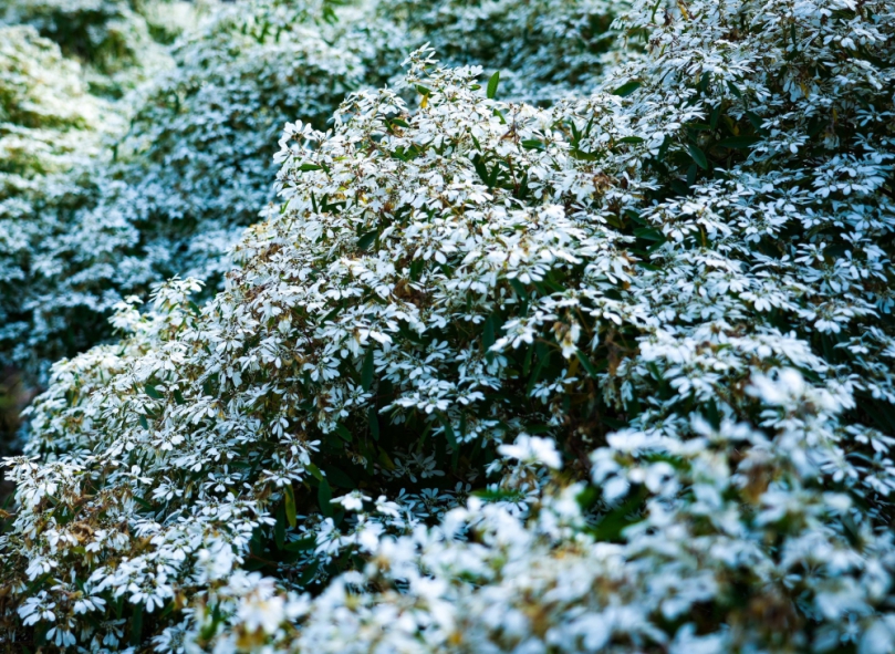 六龜寶來聖誕白雪木盛開迎遊客