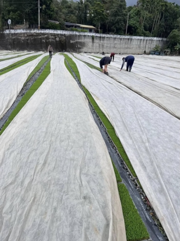 秧苗｜穿冬衣，大陸冷氣團來襲，花蓮縣政府請農友加強防寒措施及注意保暖！