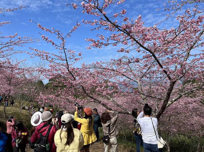 高雄桃源櫻花大綻放賞櫻不用到日本