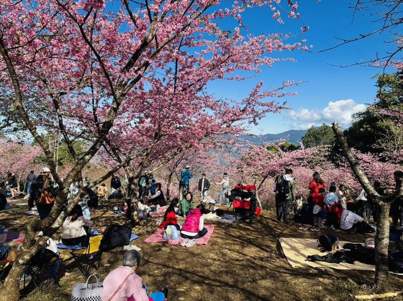 高雄桃源櫻花陸續綻放搶先成為南台灣賞櫻熱點