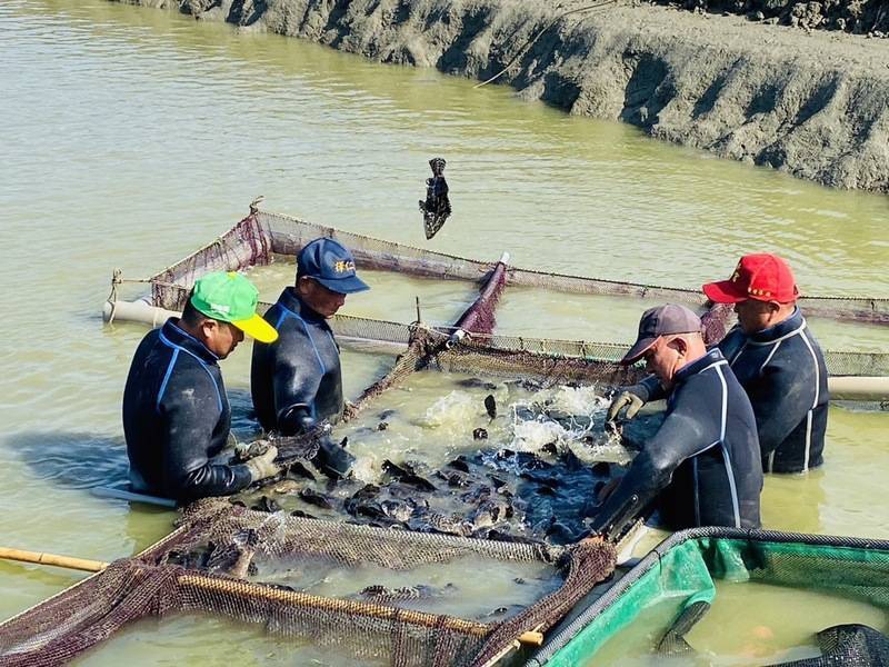 寒流發威高雄漁民提前分批搶收石斑魚