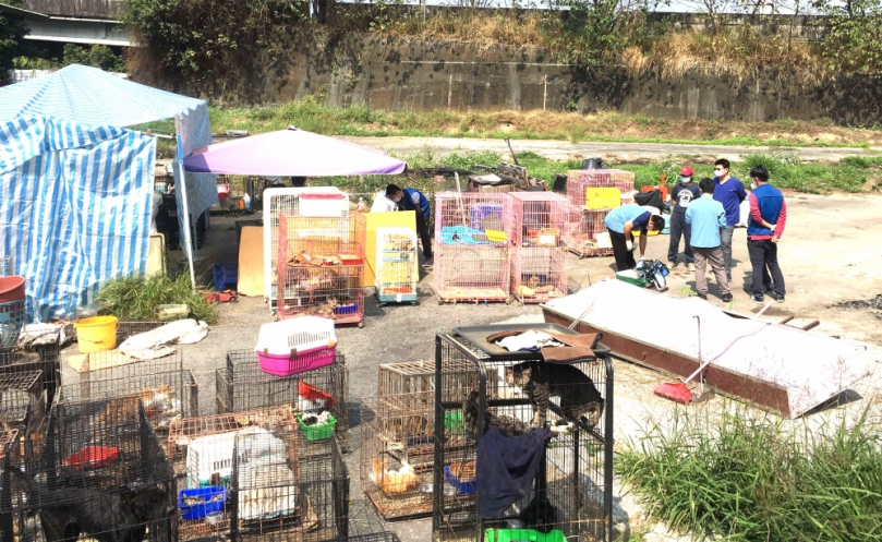 雲林林內一處私人狗場大量不當飼養犬貓 全場134隻犬貓由縣府執行保全措施 陳姓負責人被依違反動保法裁處