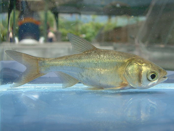 花蓮縣水產培育所113年魚苗配售｜3/1日至3/31日受理申請