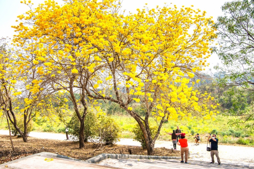 春暖花開〜嘉義市璀璨黃金風鈴木浪漫花期 軍輝橋八掌溪堤防旁熱情綻放迎賓〜