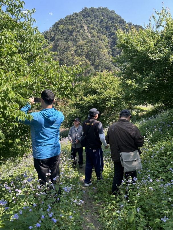 富里鄉梅子結果量不佳｜氣候異常，受損面積約25公頃，花蓮縣政府勘災爭取現金救助！