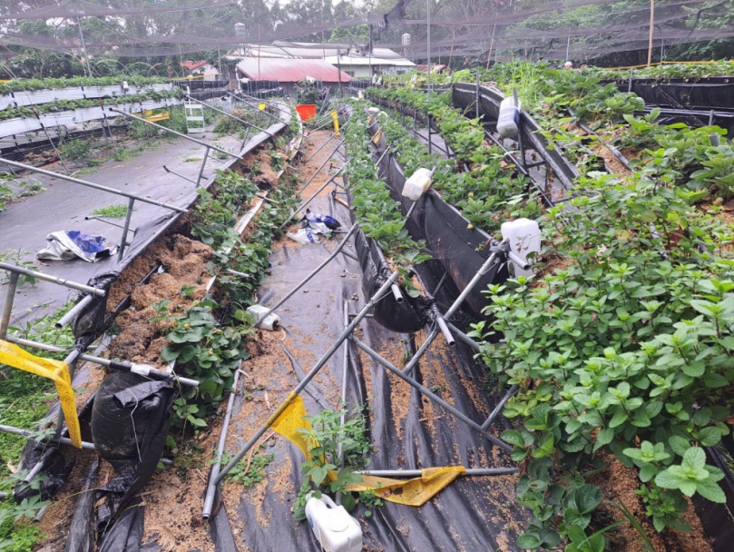 東倒西歪｜強震7.2，新城鄉草莓園災損嚴重，花蓮縣政府爭取現金救助！