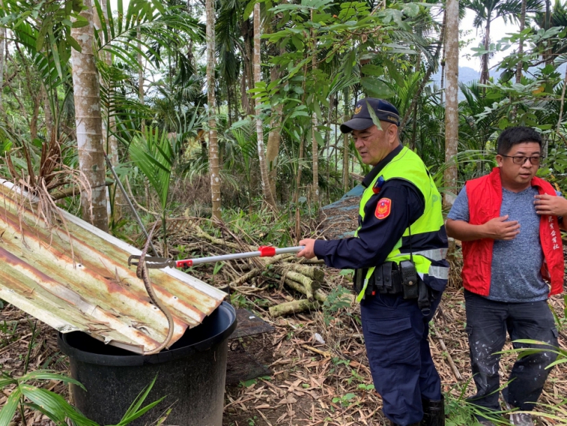 牠們迷路了｜強震連連，3條錦蛇躲進工寮縮成一團，山興警捕獲野放！