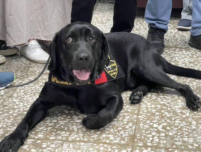 台灣首隻電子產品偵測犬助警瓦解詐團洗錢機房