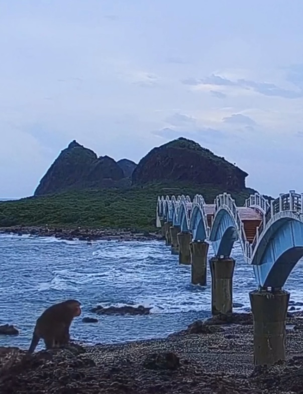 學人類觀浪｜臺灣猴三仙台巧遇三頭鵝（山陀兒）