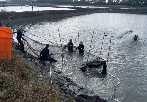 養殖放養申報到5月底海洋局提醒漁民確實申報保障權益