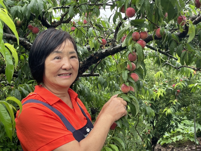 嘉縣番路鄉熱帶水蜜桃與甜李正值採收季  歡迎民眾採果趣  公田觀光果園開放中