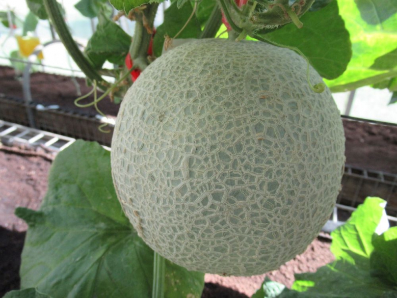利用免登記植物保護資材種植洋香瓜 品質食安免煩惱  澎湖部分地區也種植洋香瓜，高雄場強調，免登記植物保護資材的使用應著重於「預防為主」，建議農民在病蟲害尚未發生前即施用適當的資材保護，並配合良好田間管理措施，如環境衛生管理、水分管理及肥培管理等，即可有效減少農藥用量，種出網紋清晰、果型飽滿的高品質洋香瓜，為市場提供更安心安全的優質果品。