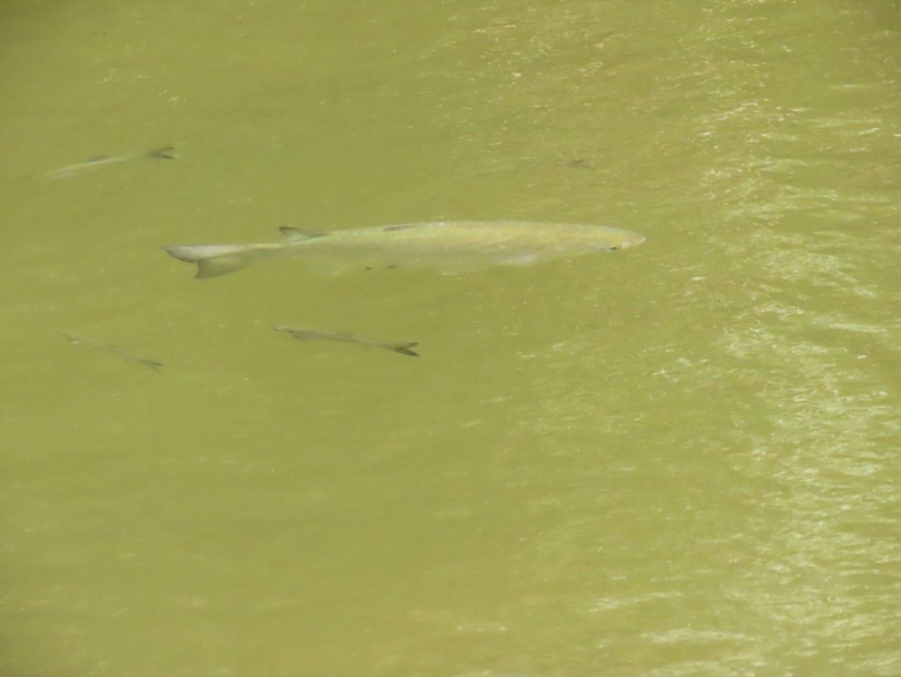 闊別數十年｜烏仔魚、豆仔魚大坡池再度現蹤 ，見證與大海連結路徑未阻斷！