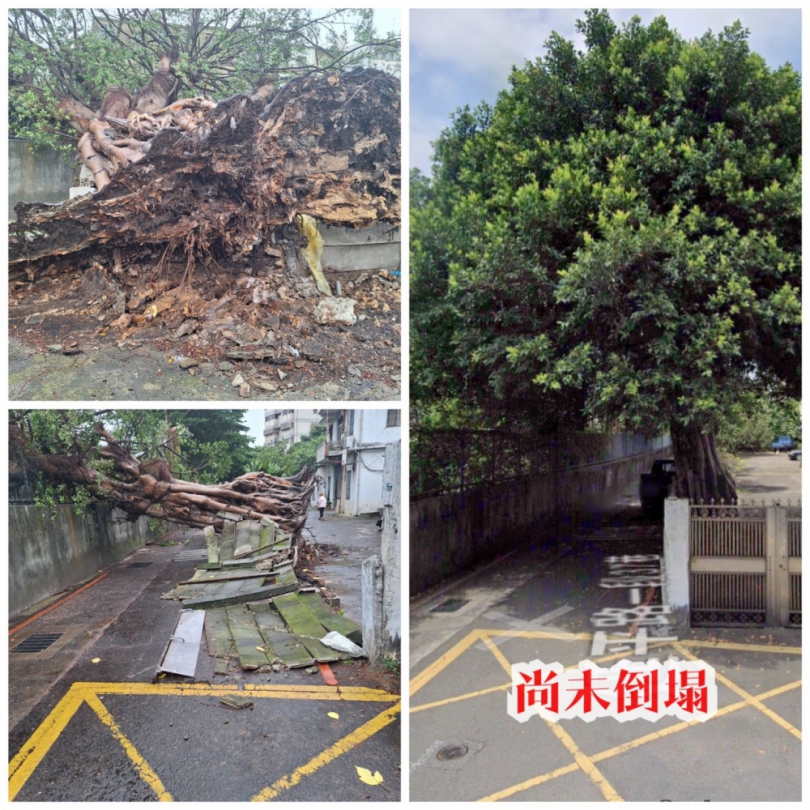 民眾求助之榕樹傾倒事件　黃敬平議員迅速協助處理！