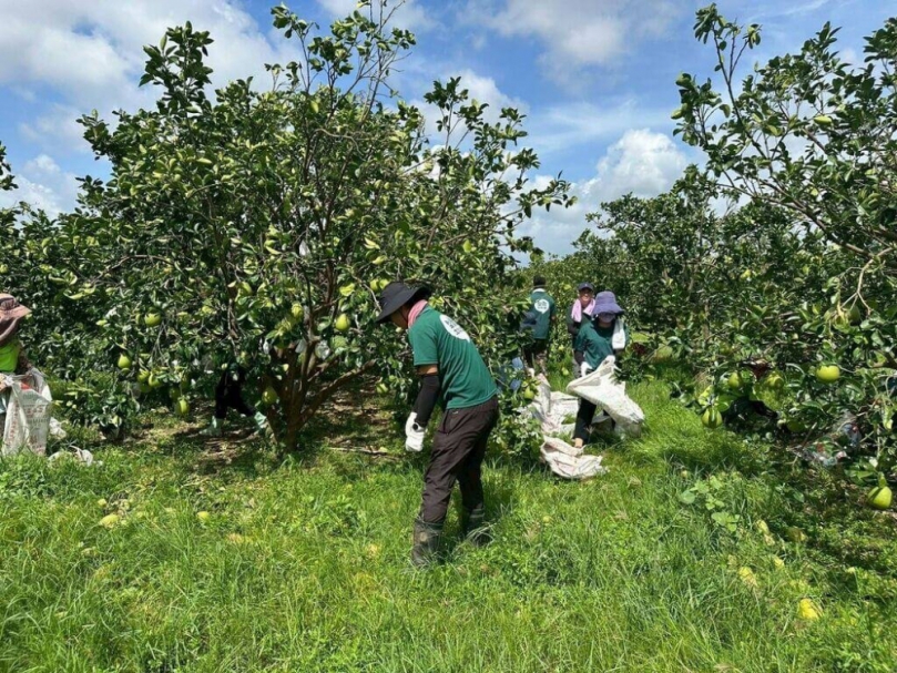 高雄青農赴麻豆協助清園