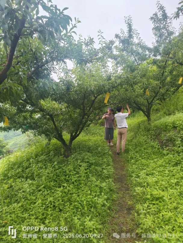 台灣農業在貴州系列報導一 台灣農技助力鎮寧蜂糖李 產業提質增效、果農增收