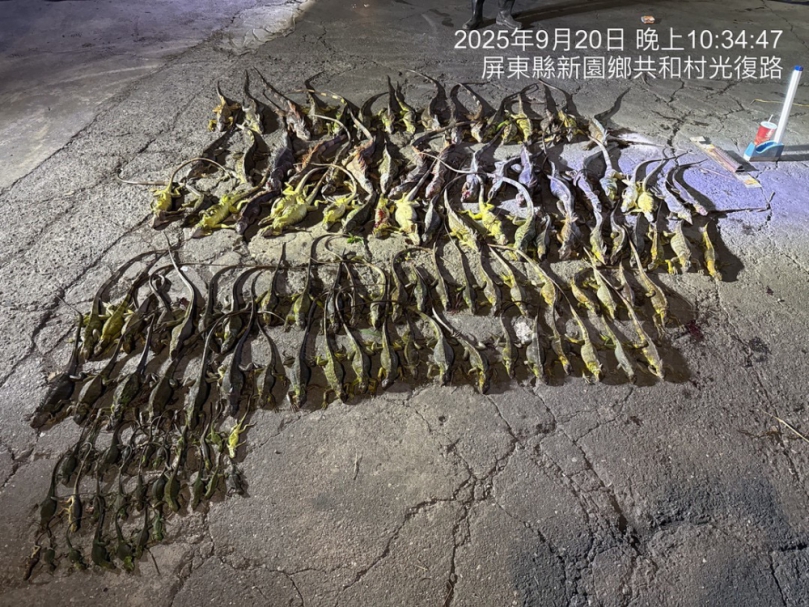 屏縣115年綠鬣蜥移除教育訓練 10/9起開放報名 　