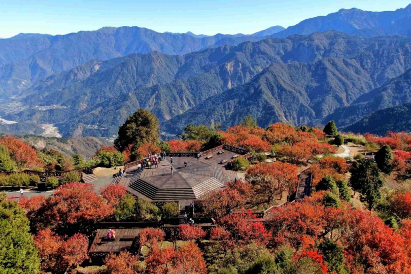 阿里山賞楓季X 國寶級蒸汽火車  林鐵處推出限定五梯次楓度翩翩主題列車遊程  11月18日開放訂票