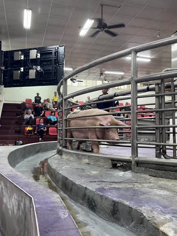 非洲豬瘟禁運禁宰全面解除|花蓮豬肉市場恢復穩定交易,與禁運前最後平均價格變動不大,顯示市場信心逐步回穩。