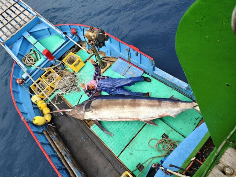 巨無霸白旗魚|295公斤,2025年鏢旗魚競賽,「明德號」奪冠,青年鏢手盧晟碩重返榮耀!