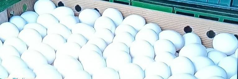 4萬顆彰化毒蛋外流到台中,彰化地檢署表示,只同意銷毀,未同意解除管制。(檔案照)