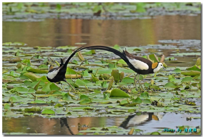 林保署嘉義分署公私協力創造浮葉棲地 水雉漫步美景重現嘉義縣九芎埤 吸引2公1母水雉進駐 留下1巢4顆卵的繁殖紀錄
