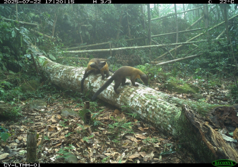 林保署嘉義分署與嘉大合作透過紅外線相機 完成野生動物長期監測 黃喉貂及麝香貓等7種珍貴保育類野生動物現蹤